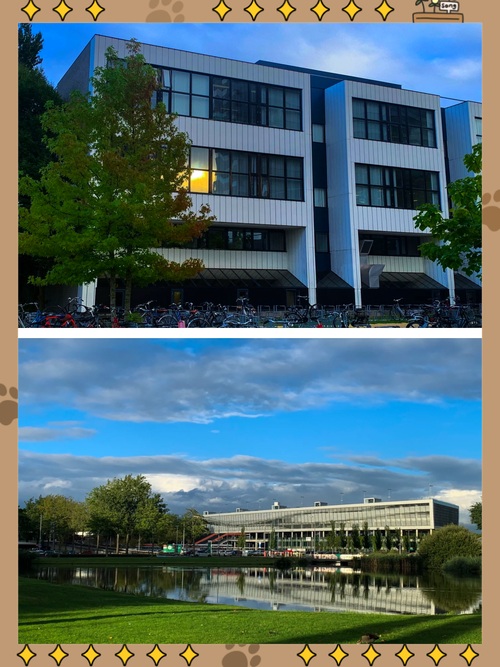 高中、大专、本科在读生,如何申请荷兰本科?